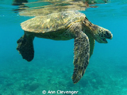 Huge sea turtle at Napili Bay, Maui (Hawaii, USA).  Taken... by Ann Clevenger 